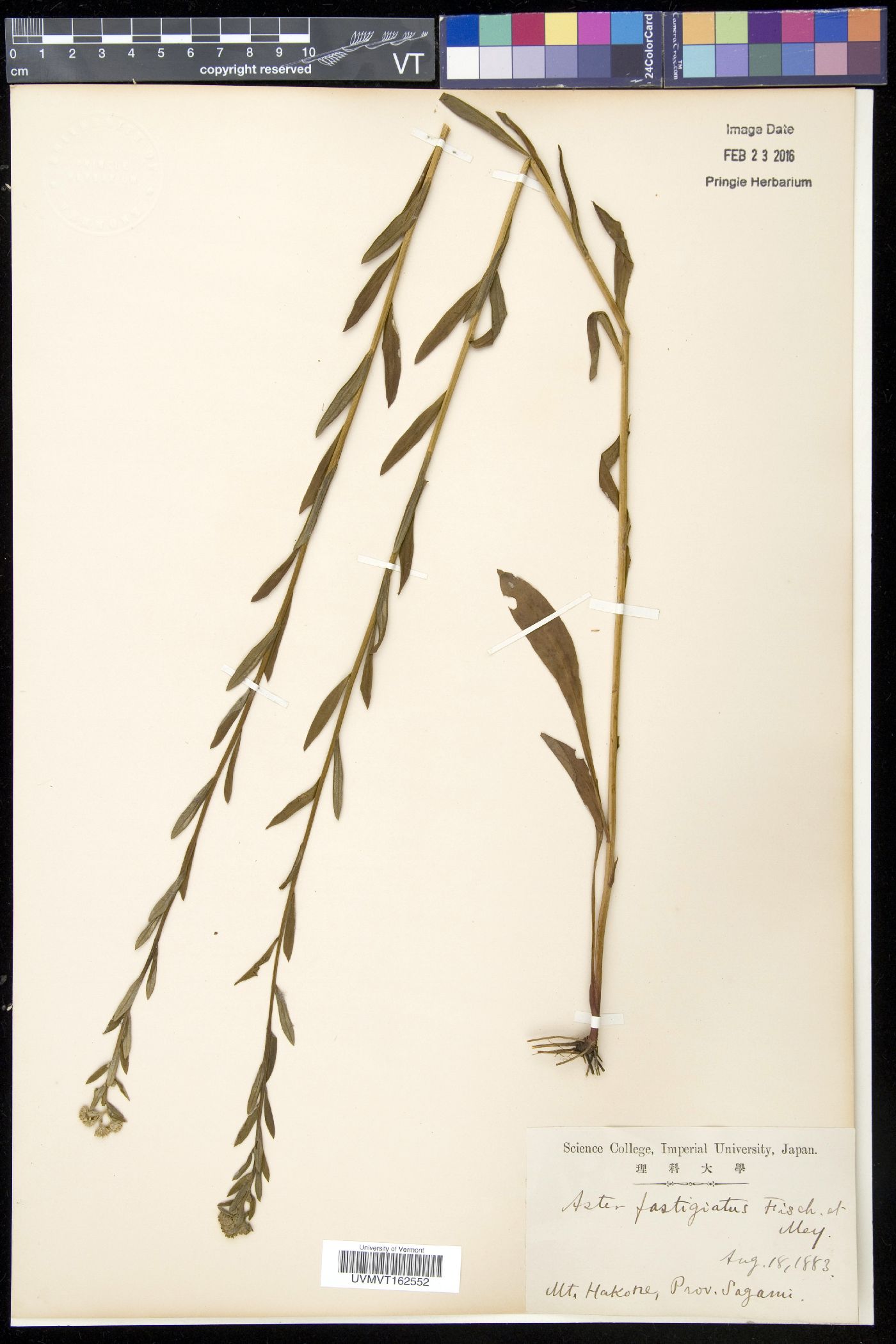 Aster fastigiatus image