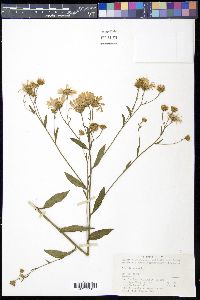 Aster tataricus image