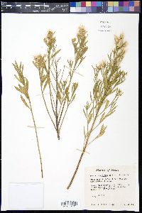 Baccharis neglecta image