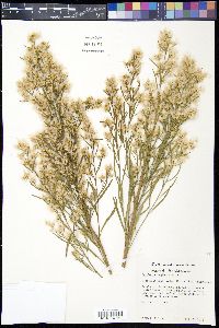 Baccharis neglecta image