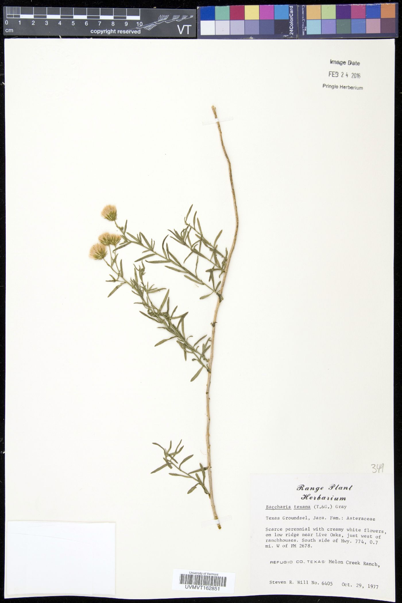 Baccharis texana image