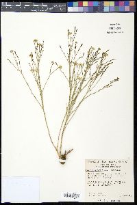 Baccharis wrightii image