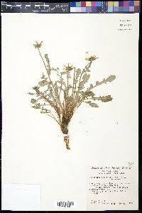 Berlandiera lyrata image