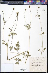 Bidens bigelovii image