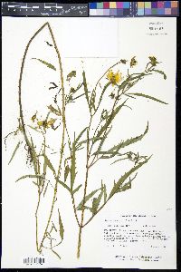 Bidens trichosperma image