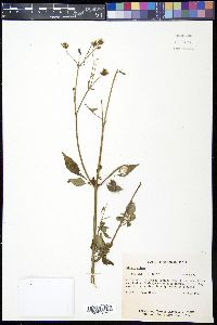 Bidens pilosa image