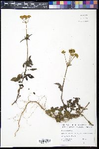 Bidens pilosa image