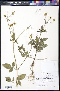 Bidens alba var. radiata image
