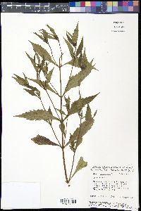 Bidens tripartita image