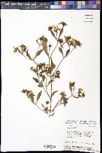 Bidens tripartita image