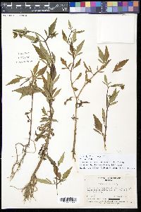 Bidens tripartita image