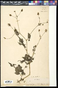 Bidens pilosa image