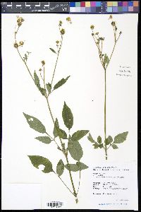 Bidens alba var. radiata image