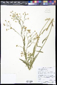 Boltonia asteroides image