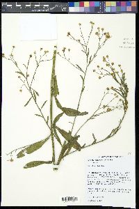 Boltonia asteroides image