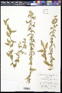 Brickellia brachyphylla image