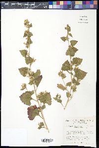 Brickellia californica image