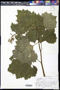 Arnoglossum reniforme image