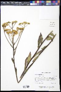 Arnoglossum ovatum image