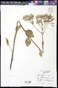 Arnoglossum plantagineum image