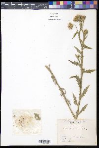Carduus crispus image