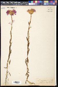 Plectocephalus americanus image