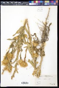 Plectocephalus americanus image