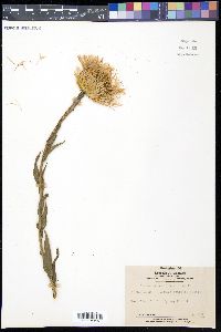 Plectocephalus americanus image