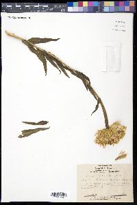 Plectocephalus americanus image