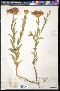 Plectocephalus americanus image
