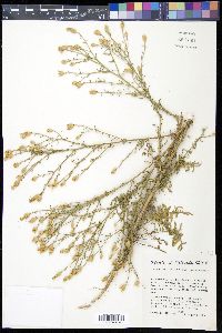 Centaurea stoebe subsp. micranthos image