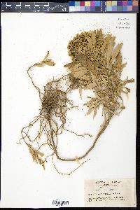 Chrysanthemum pacificum image