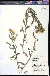 Heterotheca camporum image