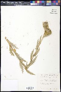 Cirsium drummondii image
