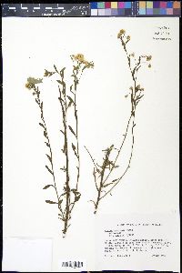 Conyza apurensis image