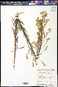 Conyza canadensis var. canadensis image