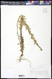Laennecia schiedeana image