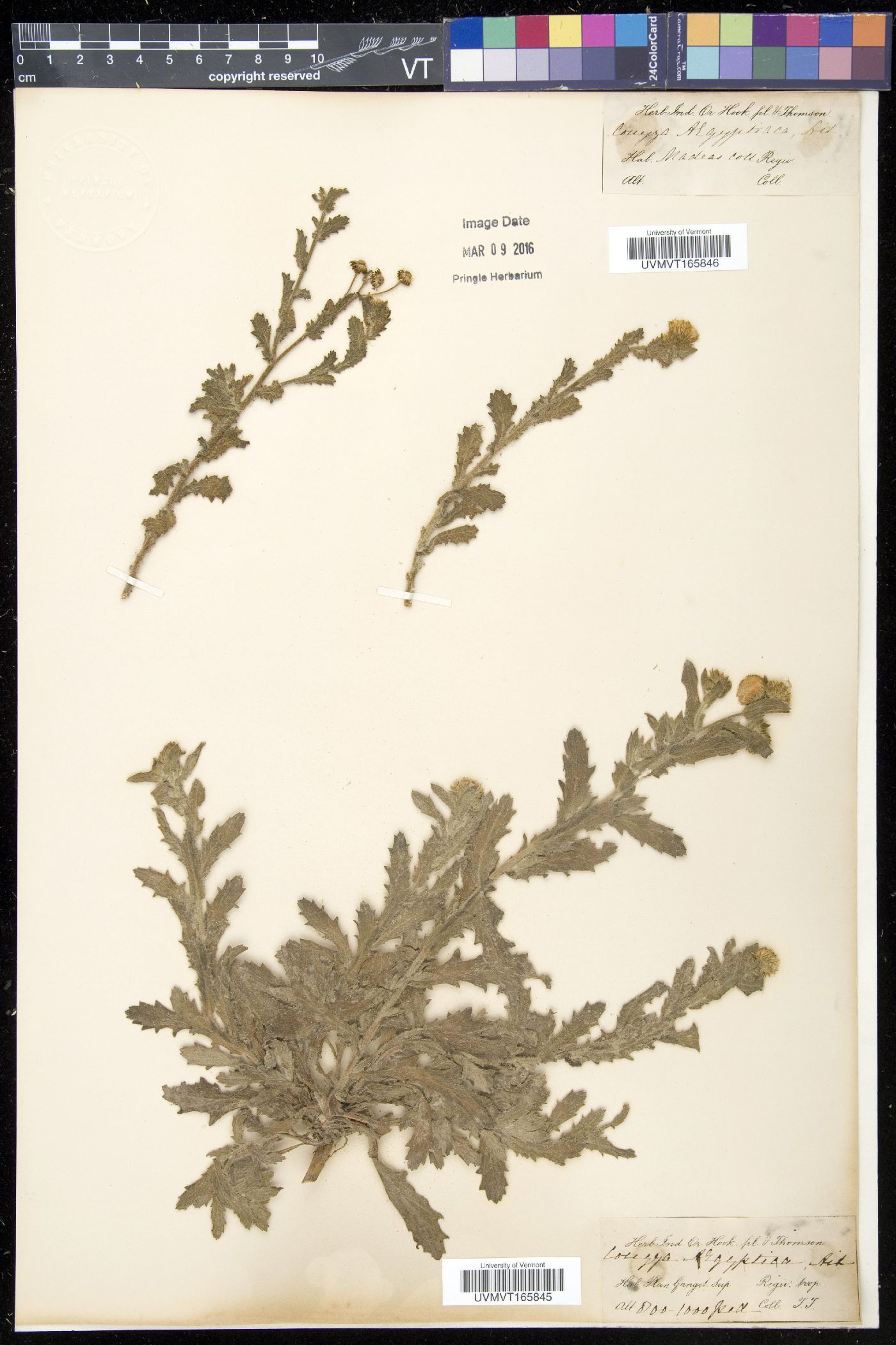 Erigeron aegyptiacus image