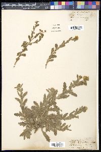 Erigeron aegyptiacus image