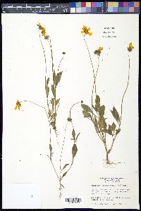 Coreopsis tinctoria var. tinctoria image