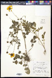 Coreopsis basalis image