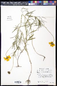 Coreopsis grandiflora image