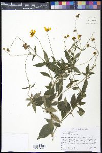 Coreopsis pubescens image