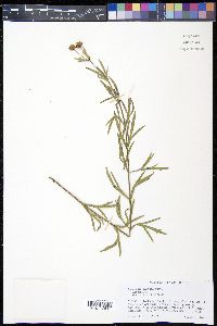 Coreopsis palmata image