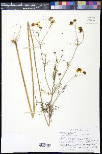 Coreopsis tinctoria var. tinctoria image