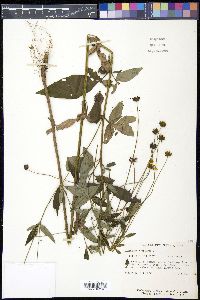 Coreopsis tripteris image