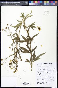 Coreopsis tripteris image
