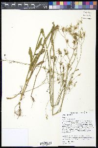 Crepis pulchra image
