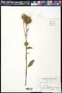 Media resource of Echinops latifolius