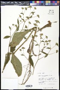 Elephantopus carolinianus image